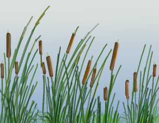 "Untitled (Cattails)", by Ket