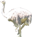 animals/birds/ostrich.png